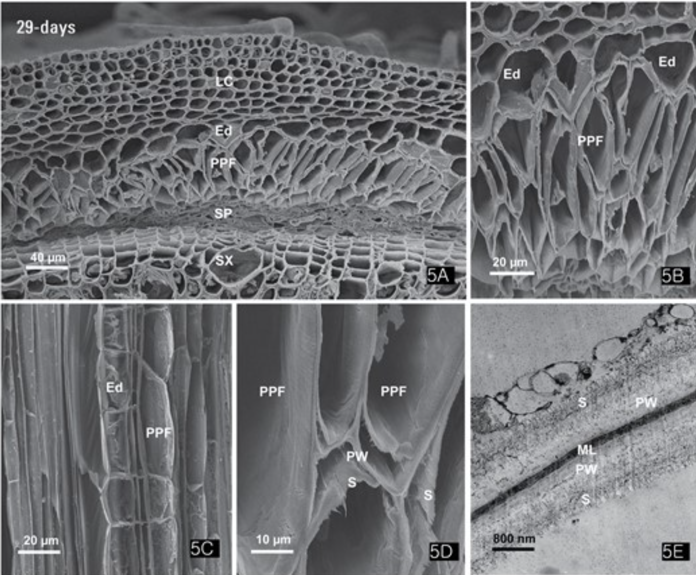 Micrografías electrónicas de fibras de floema primario de cáñamo (Cannabis sativa)