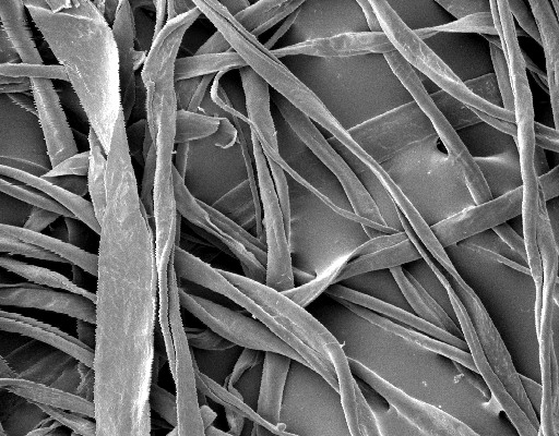 Vista microscópica de fibras de algodón (Gossypium hirsutum)
