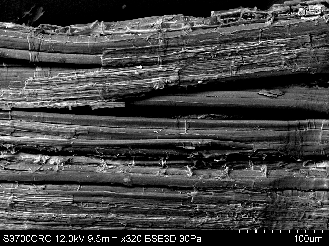 Imagen de microscopio electrónico de barrido de fibras de lino (Linum usitatissimum)